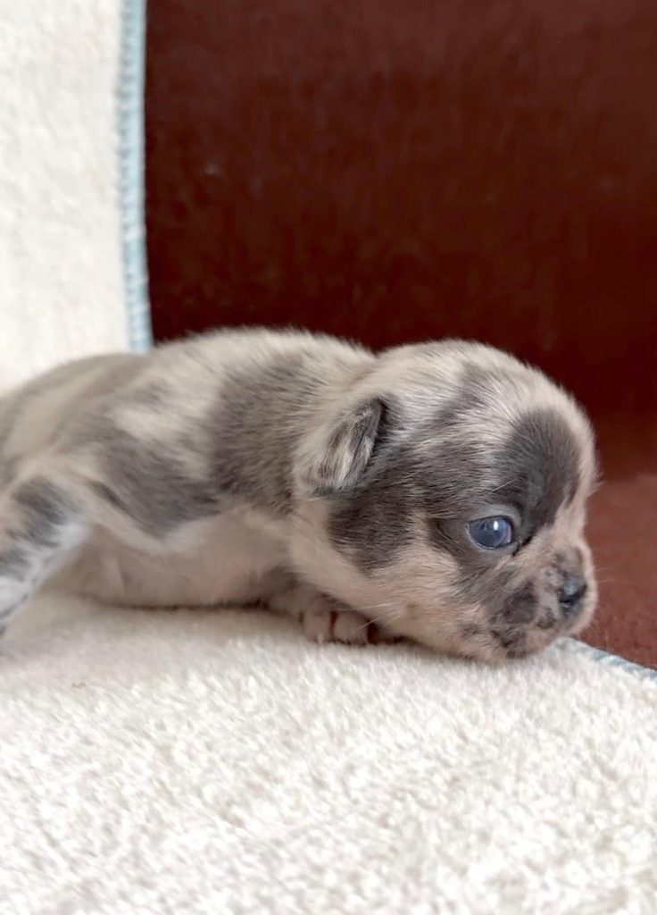 Bulldog Francese bellissimi cuccioli
