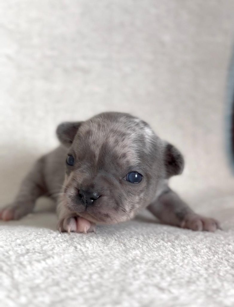 Bulldog Francese bellissimi cuccioli