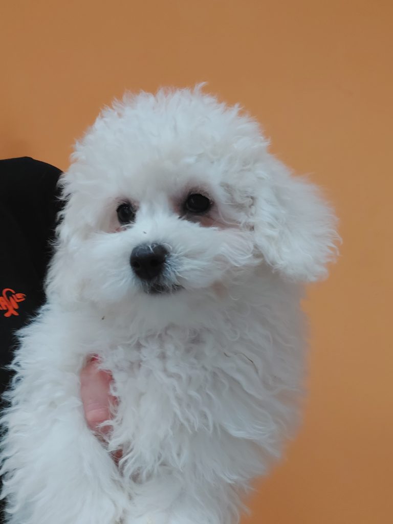 Bichon à pòil frisè maschi e femmine