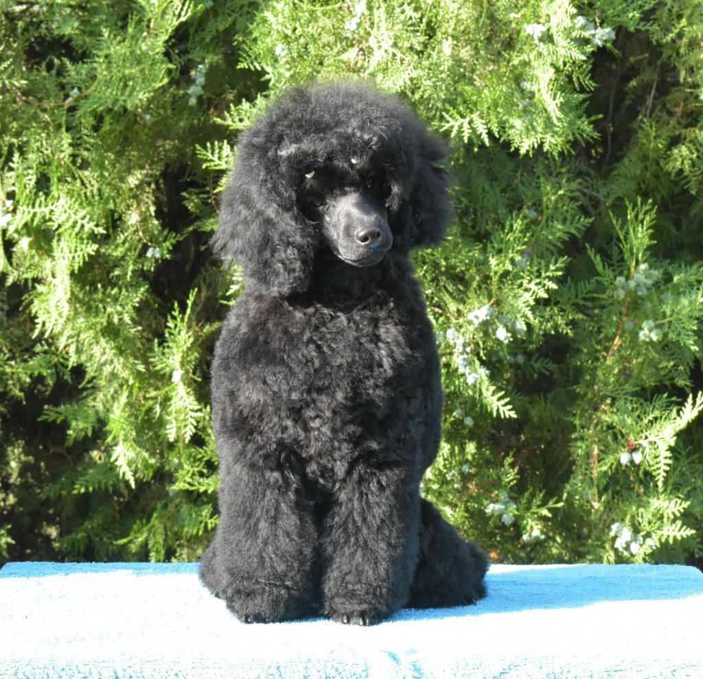 Femmina di Barboncino Nano Nero