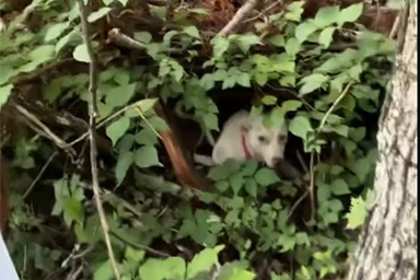 cane nel bosco