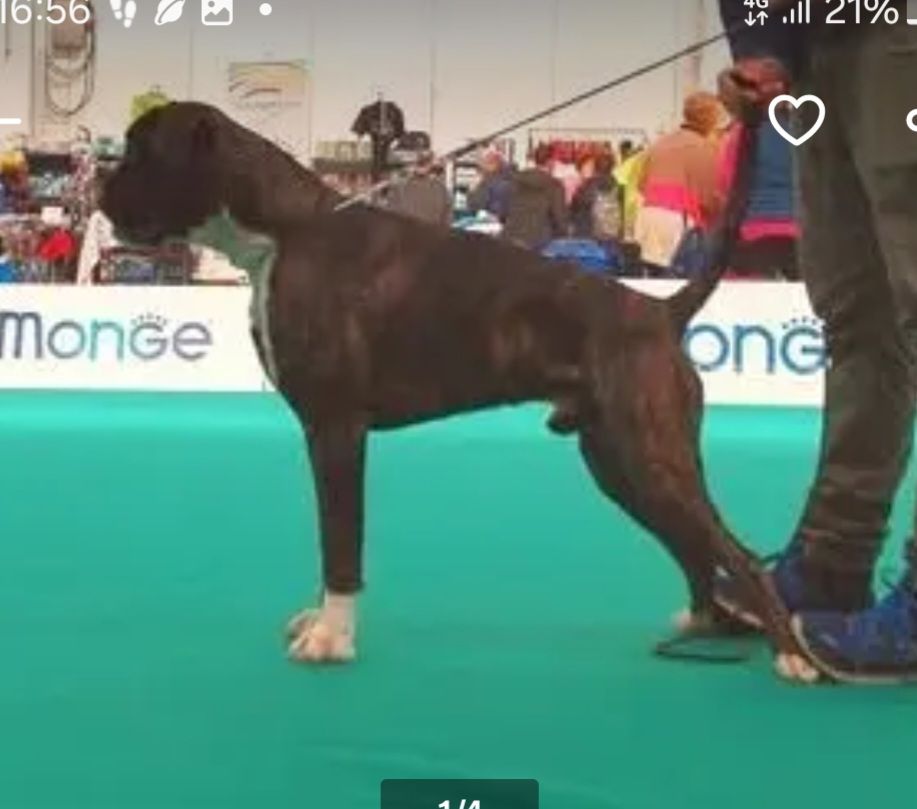 boxer cuccioli