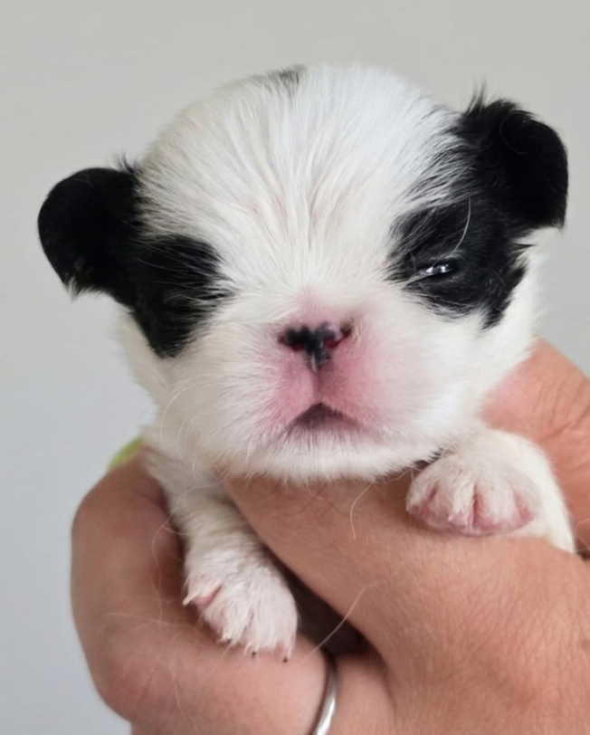 CUCCIOLI JAPAN CHIN / SPANIEL GIAPPONESE