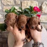 Cuccioli Barboncino Toy fulvi con pedigree ENCI