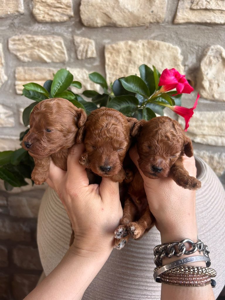 Cuccioli Barboncino Toy fulvi con pedigree ENCI