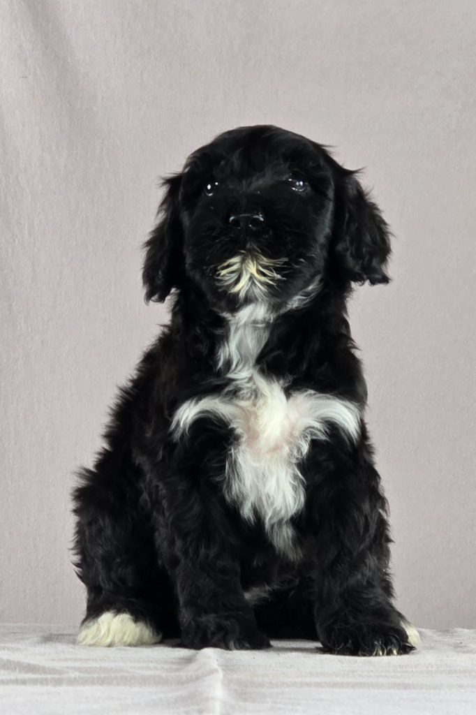 Cane d’acqua portoghese – bellissimi cuccioli