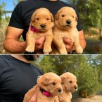 GOLDEN RETRIEVER AMERICANO