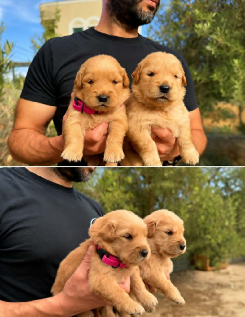 GOLDEN RETRIEVER AMERICANO