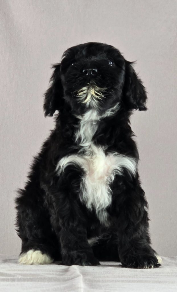Cane d’acqua portoghese – bellissimi cuccioli