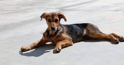 Frida