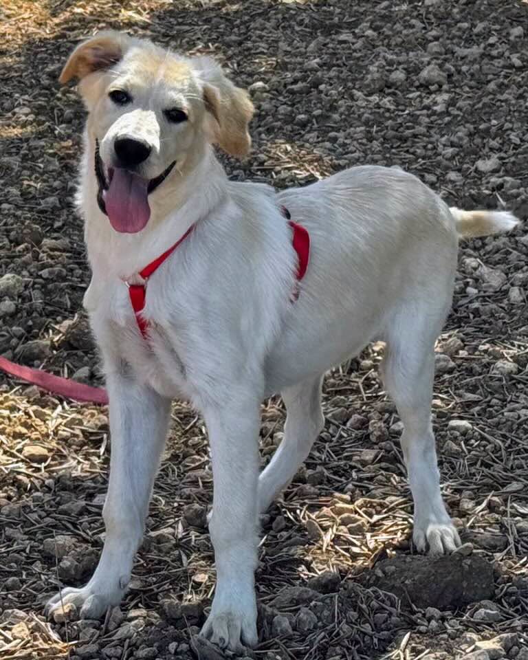 Kuma