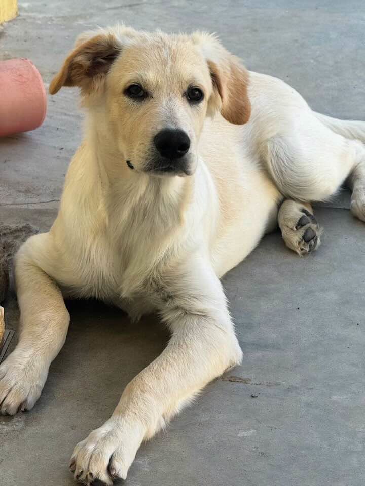 Kuma