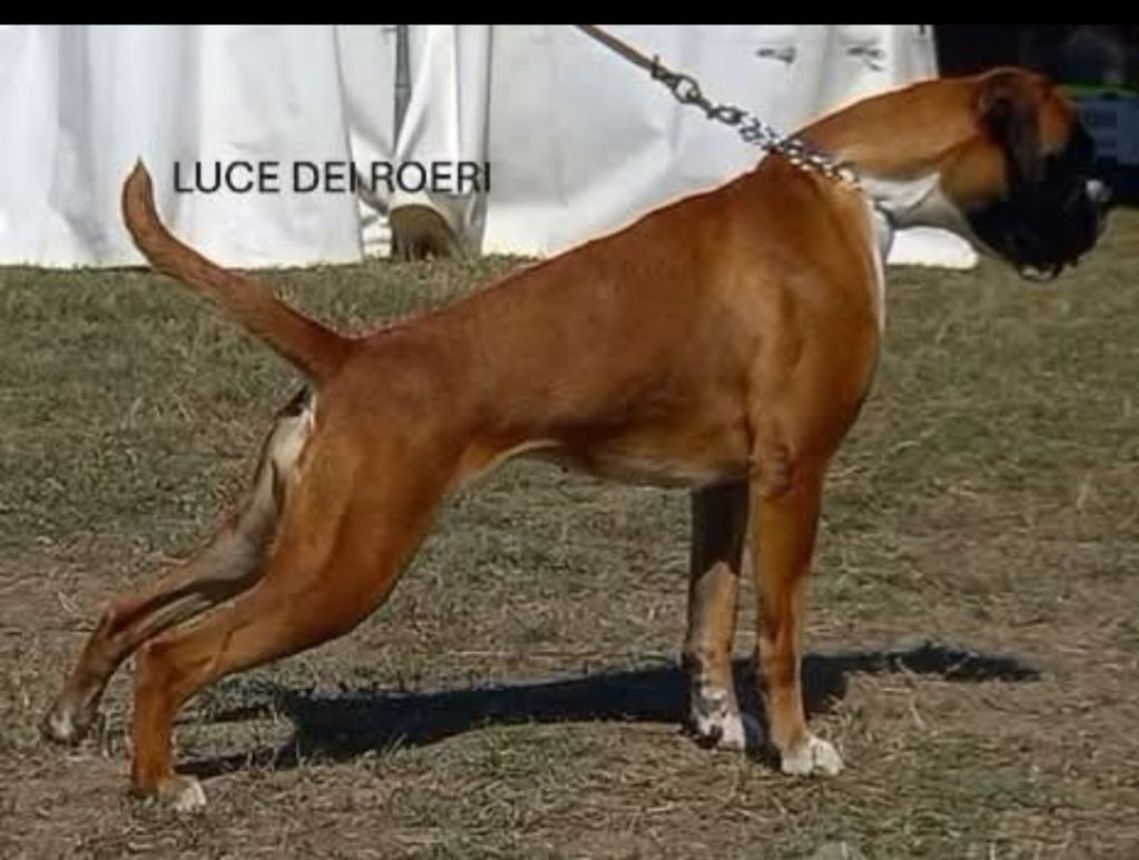 boxer cuccioli