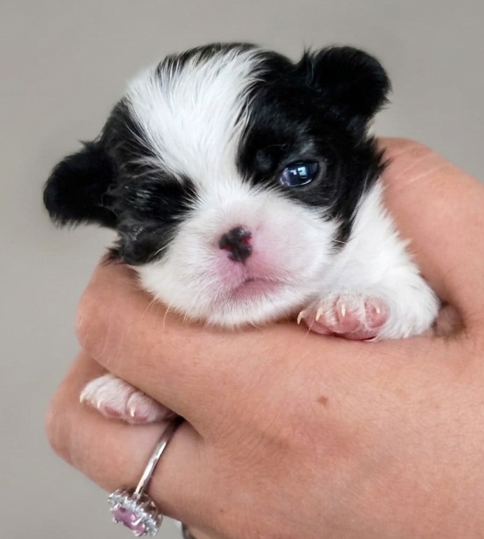 CUCCIOLI JAPAN CHIN / SPANIEL GIAPPONESE