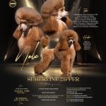 Barboncino Toy – bellissimi cuccioli