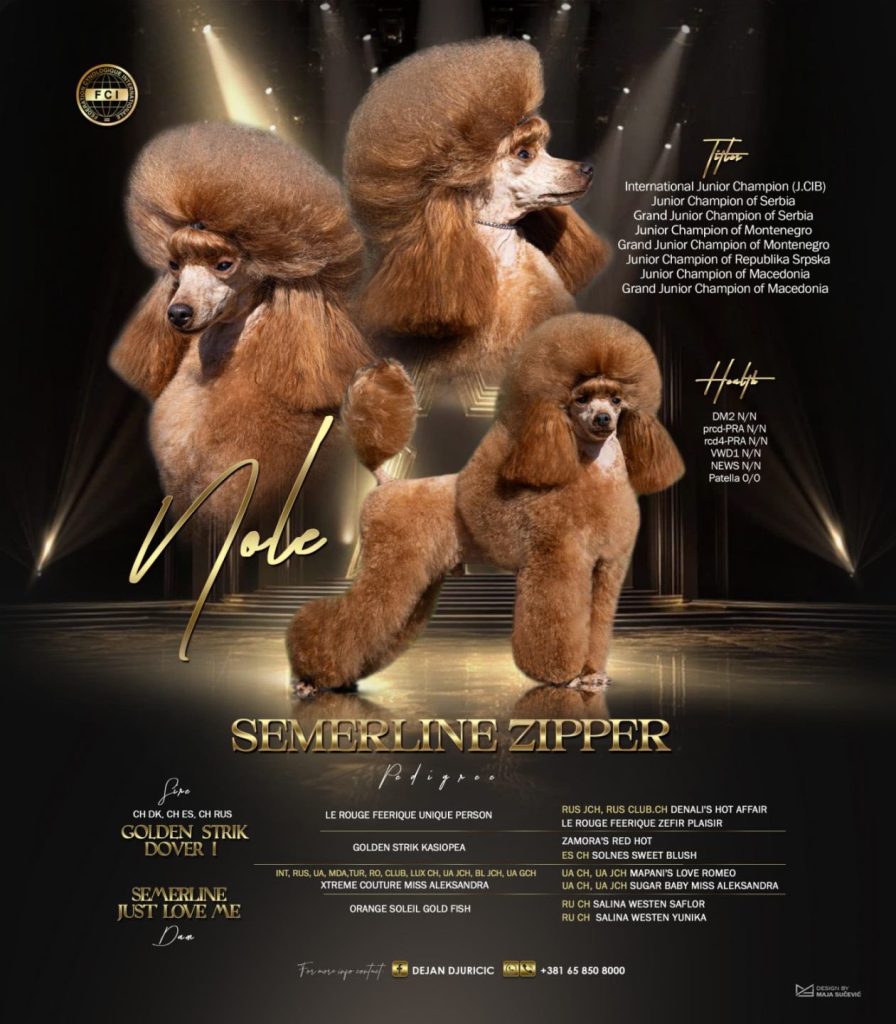 Barboncino Toy – bellissimi cuccioli