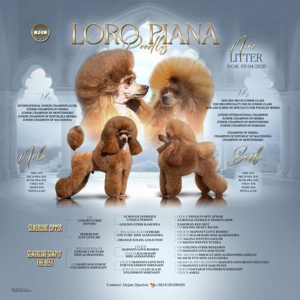 Barboncino Toy – bellissimi cuccioli