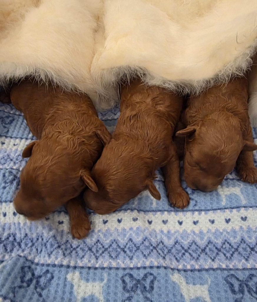 Barboncino Toy – bellissimi cuccioli