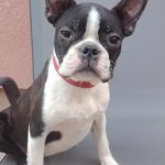 Boston Terrier cucciola femmina