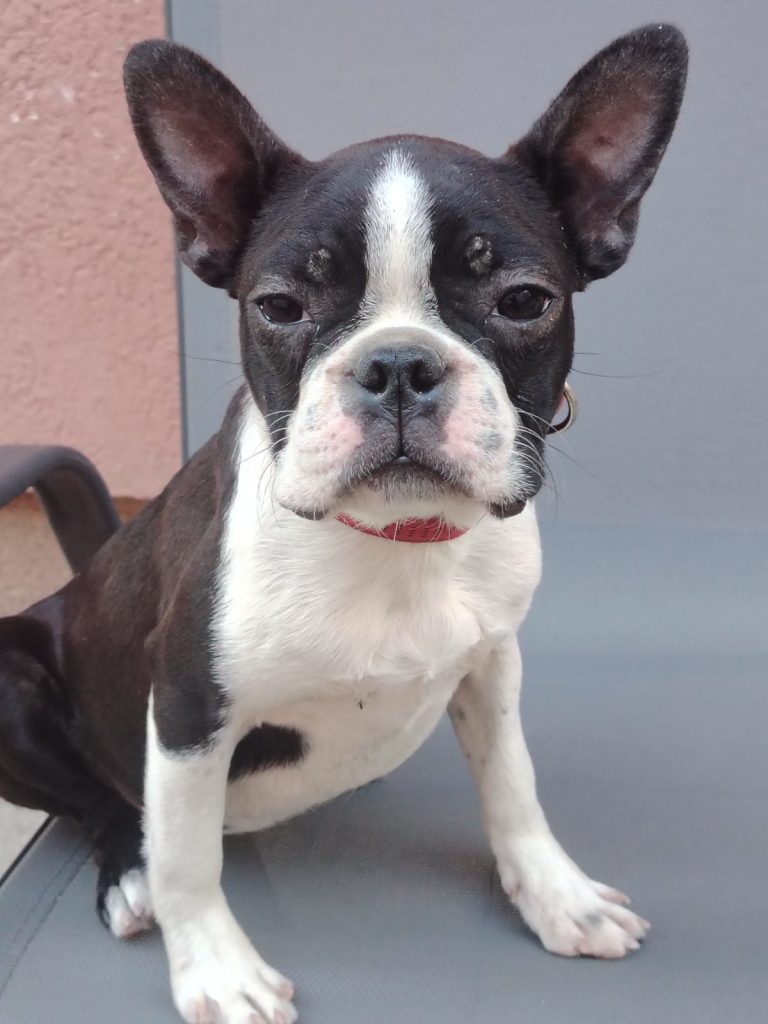 Boston Terrier cucciola femmina