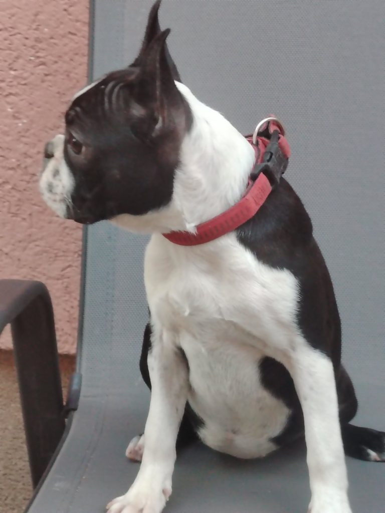 Boston Terrier cucciola femmina