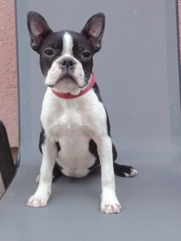 Boston Terrier cucciola femmina