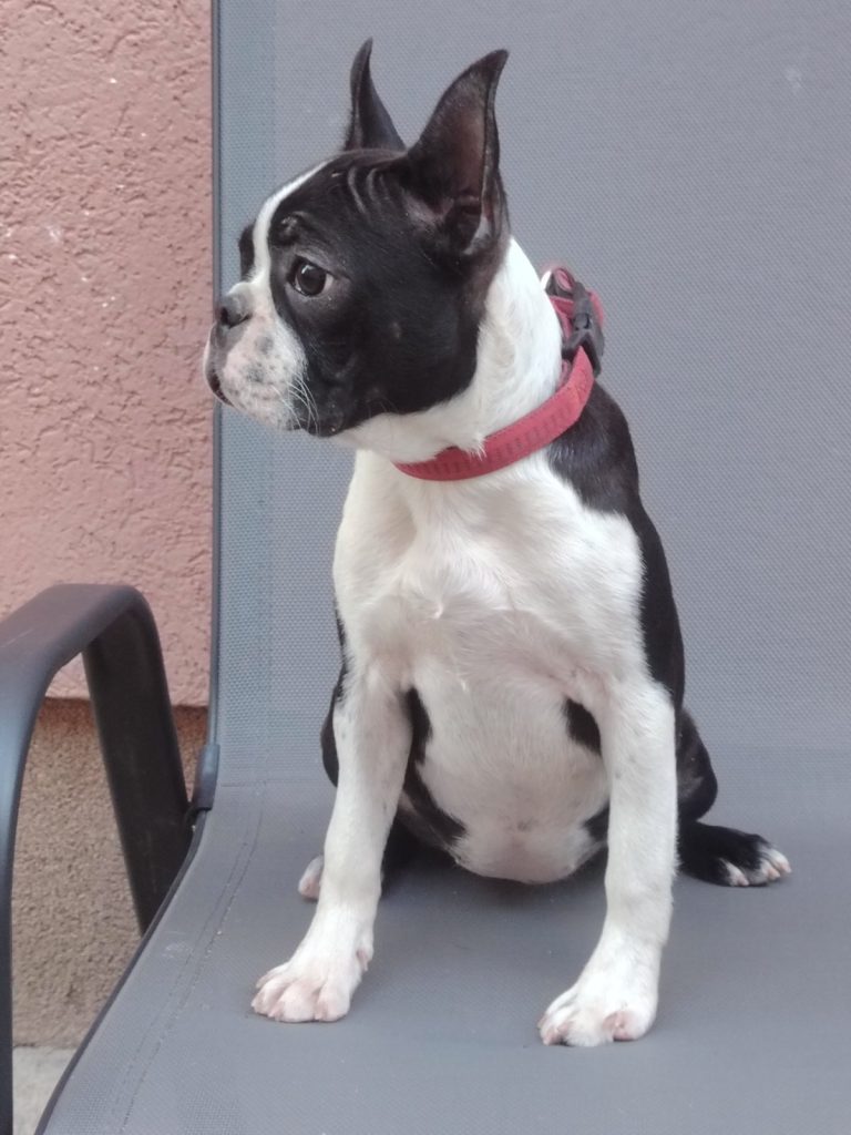 Boston Terrier cucciola femmina