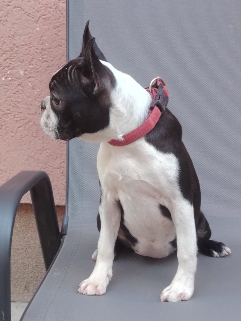Boston Terrier cucciola femmina