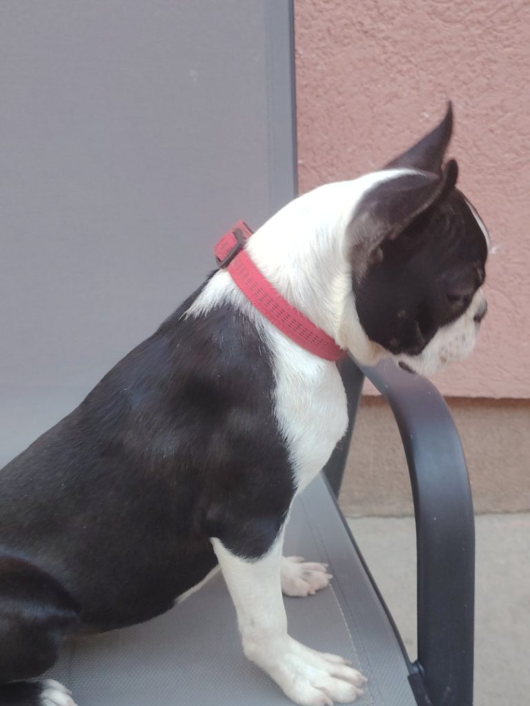Boston Terrier cucciola femmina