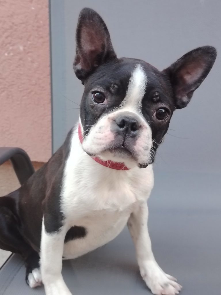 Boston Terrier cucciola femmina