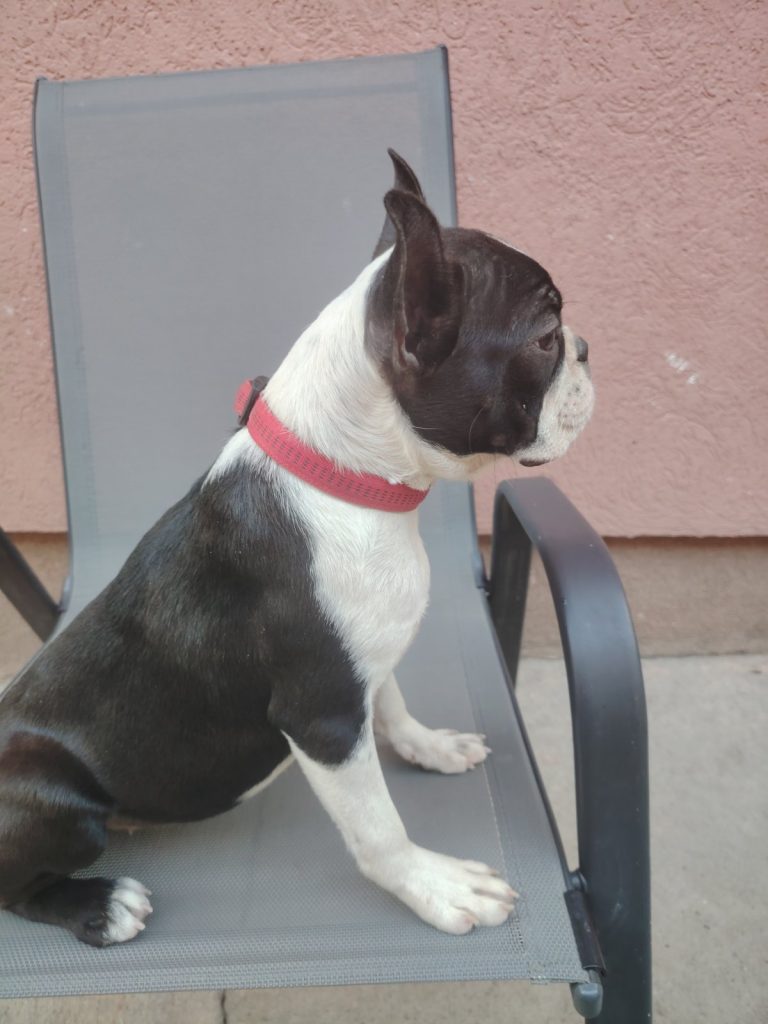 Boston Terrier cucciola femmina