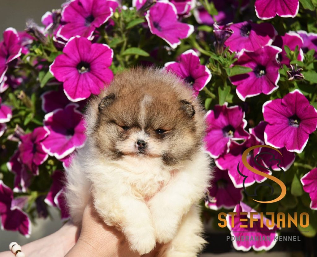 Pomeranian Boo – splendidi cuccioli
