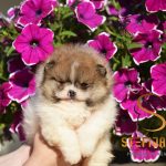 Pomeranian Boo – splendidi cuccioli