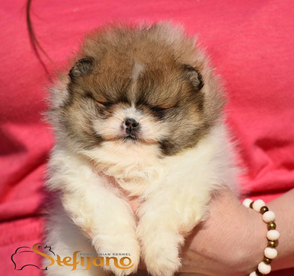 Pomeranian Boo – splendidi cuccioli