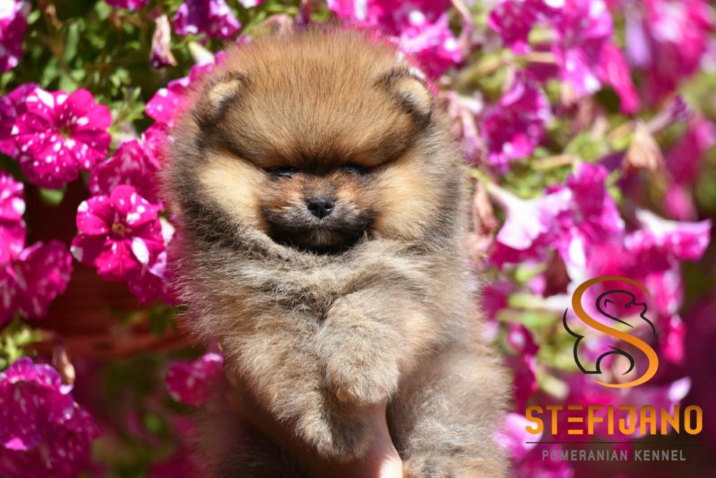 Pomeranian Boo – splendidi cuccioli