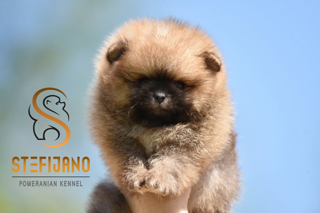 Pomeranian Boo – splendidi cuccioli