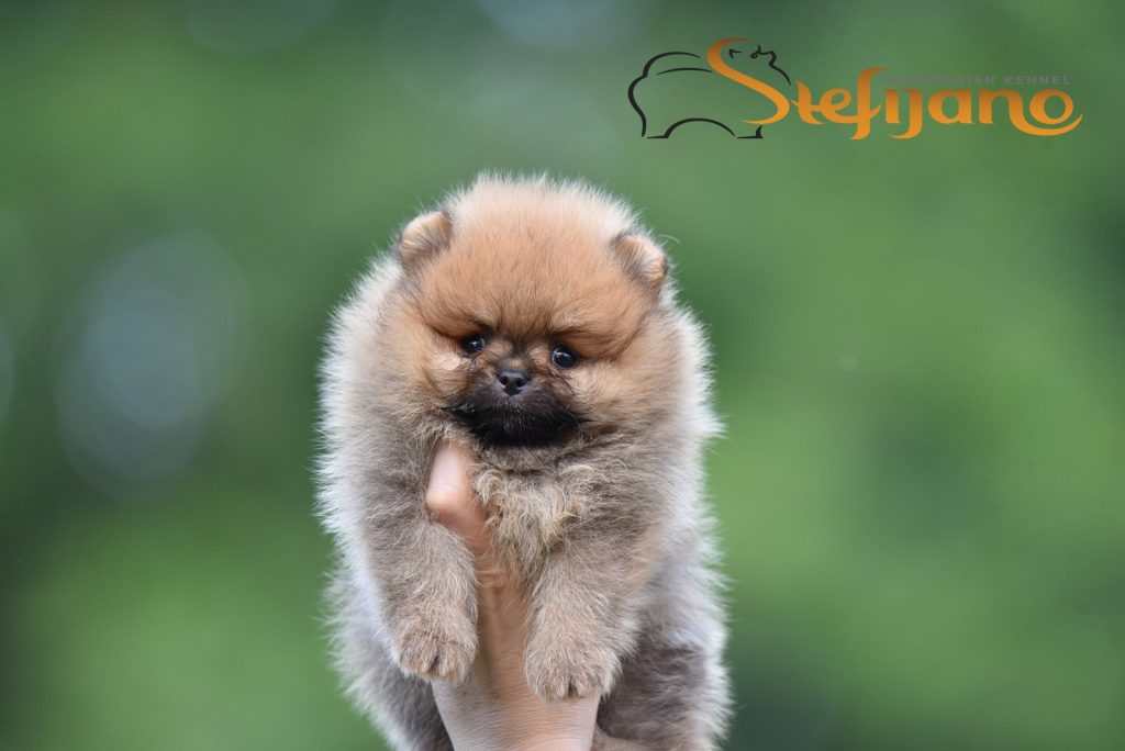 Pomeranian Boo – splendidi cuccioli