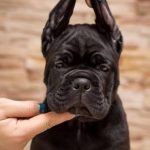Cane Corso – NUOVA CUCCIOLATA