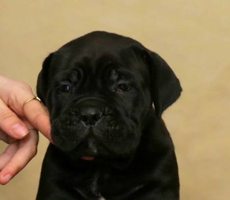 Cane Corso – NUOVA CUCCIOLATA
