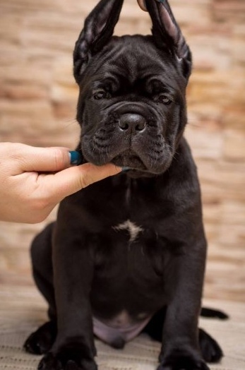 Cane Corso – NUOVA CUCCIOLATA