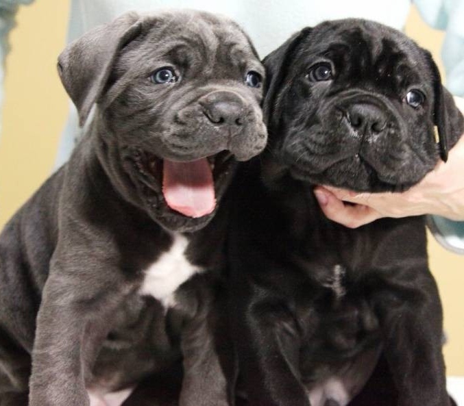 Cane Corso – NUOVA CUCCIOLATA