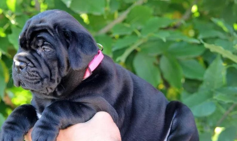 Cane Corso – NUOVA CUCCIOLATA