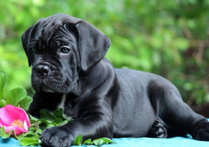 Cane Corso – NUOVA CUCCIOLATA