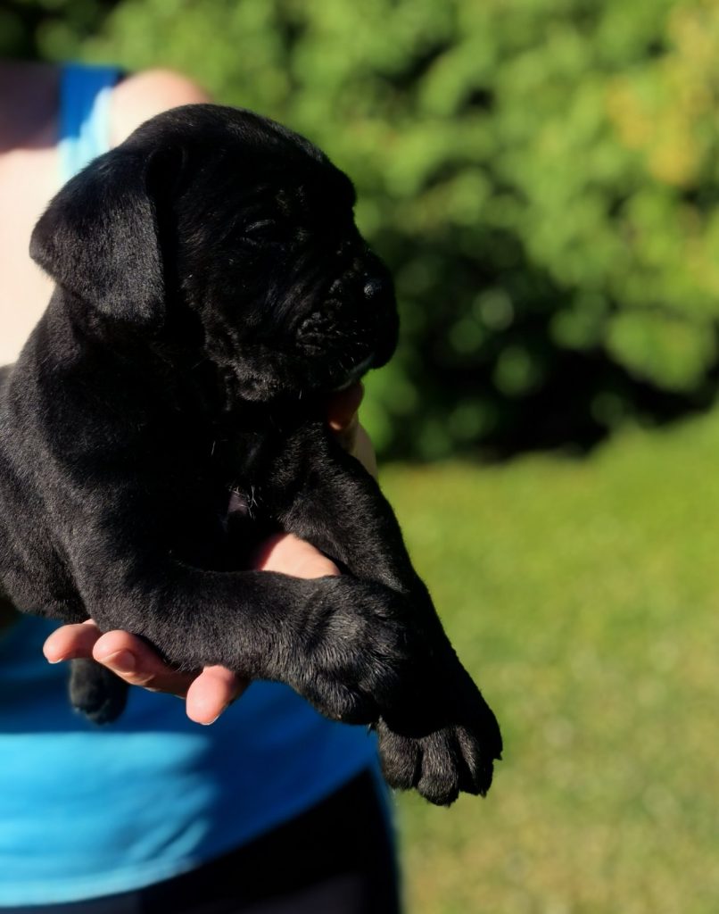 Cane Corso – NUOVA CUCCIOLATA