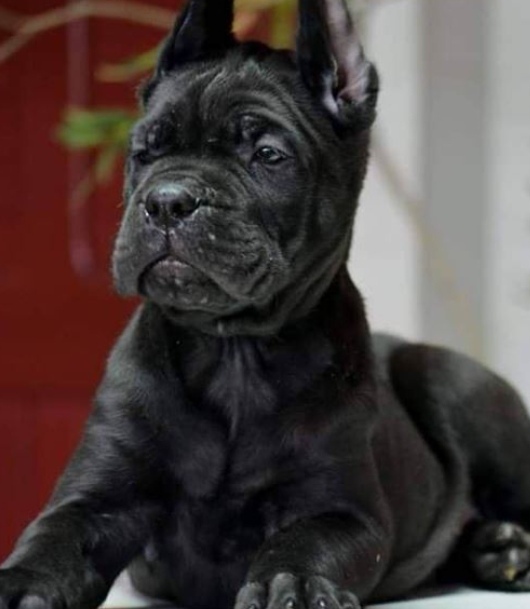 Cane Corso – NUOVA CUCCIOLATA