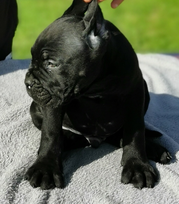 Cane Corso – NUOVA CUCCIOLATA
