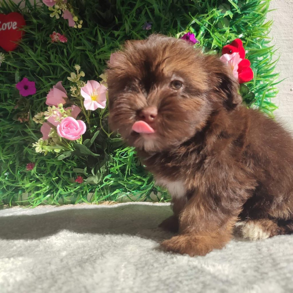 Bolonka Zwetna cuccioli