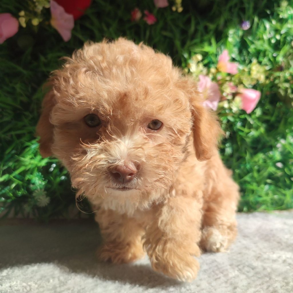 Bolonka Zwetna cuccioli