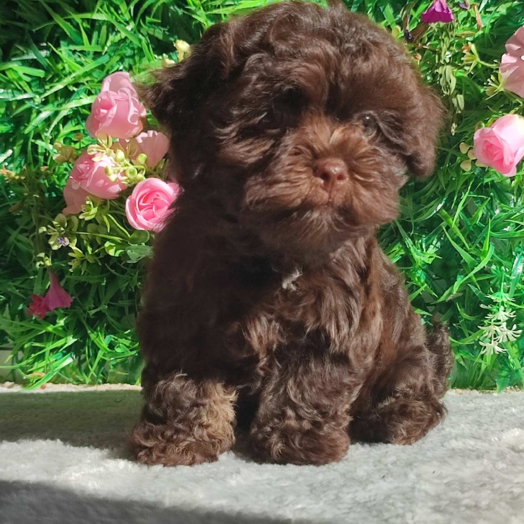 Bolonka Zwetna cuccioli