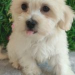 Maltese – Splendidi Cuccioli
